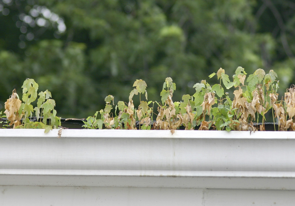 gutter cleaning milwaukee