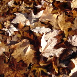 Wet_Leaves_Texture_by_FantasyStock.jpg