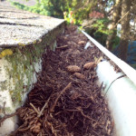dirty gutter