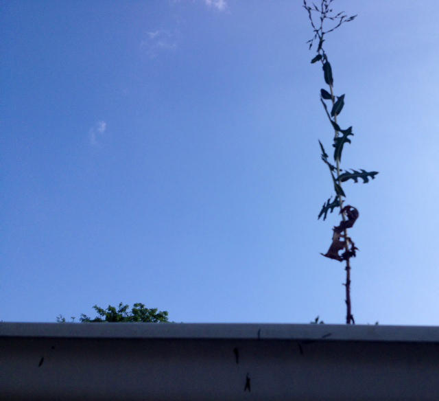Gutter Cleaning Fond-Du Lac County