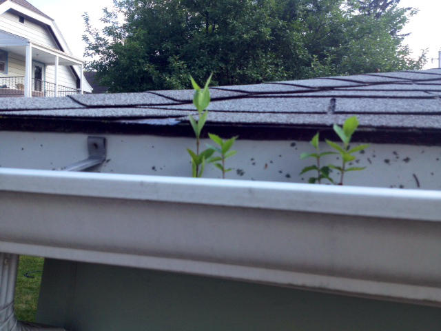 Gutter Cleaning Kewaskum